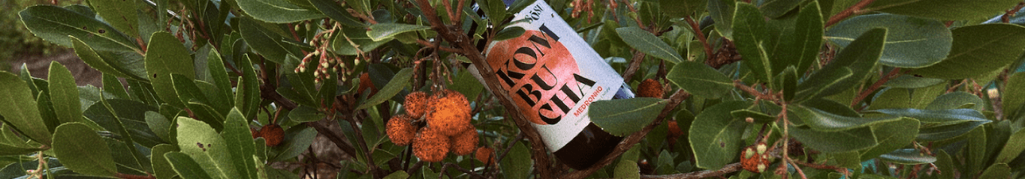 sosu kombucha-carolina nunes-sertã-feito com alma-min